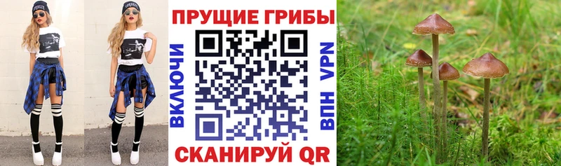 ссылка на мегу ТОР  наркотики  Мирный  Псилоцибиновые грибы MAGIC MUSHROOMS 