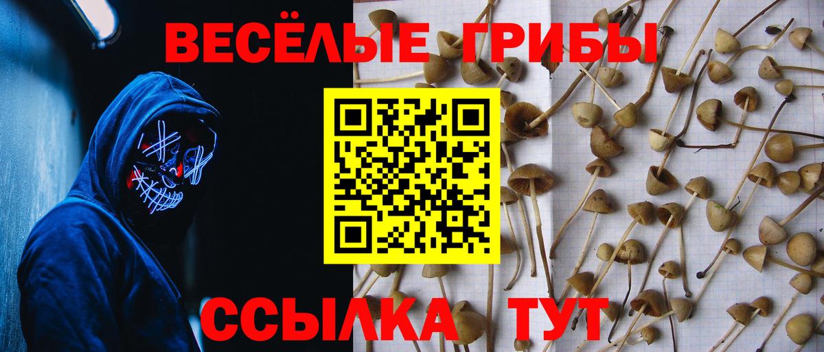 наркошоп  Вход с VPN  Мирный  Псилоцибиновые грибы мицелий 